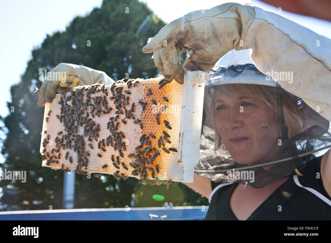 Una giovane donna apicoltore indossando un cappello bee e guanti guardando attentamente un telaio con pettine di miele e di api Foto Stock
