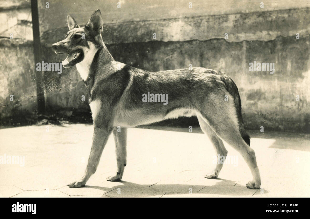 Un cane lupo Foto Stock