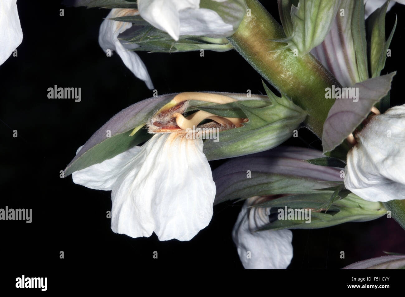 Close-up di Spinosa Bear's calzoncini di fiori e foglie di spine - acanto spinosus - Acanthaceae Foto Stock