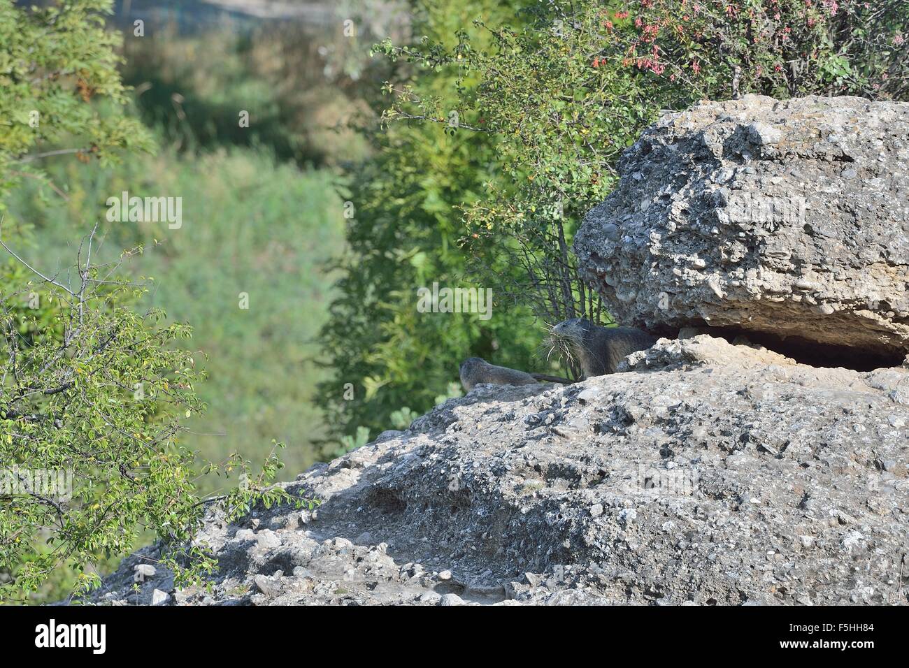 Alpine marmotta (Marmota marmota) che trasportano il materiale per la sua den per il suo sonno invernale Queyras - Hautes Alpes - Francia Foto Stock