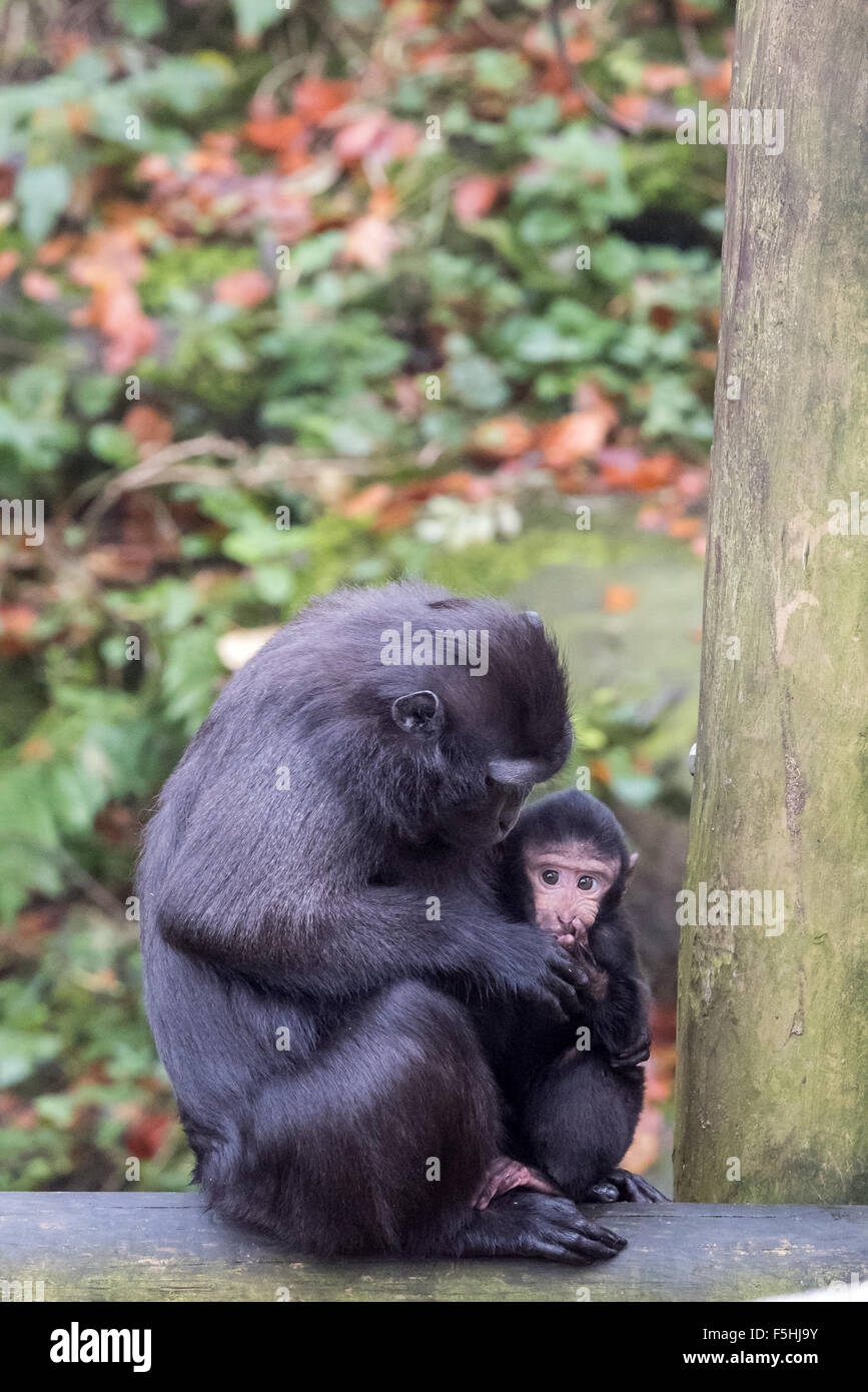 Una femmina di Sulawesi macaco crestato con il suo bambino a Dudley Zoo West Midlands, Regno Unito Foto Stock