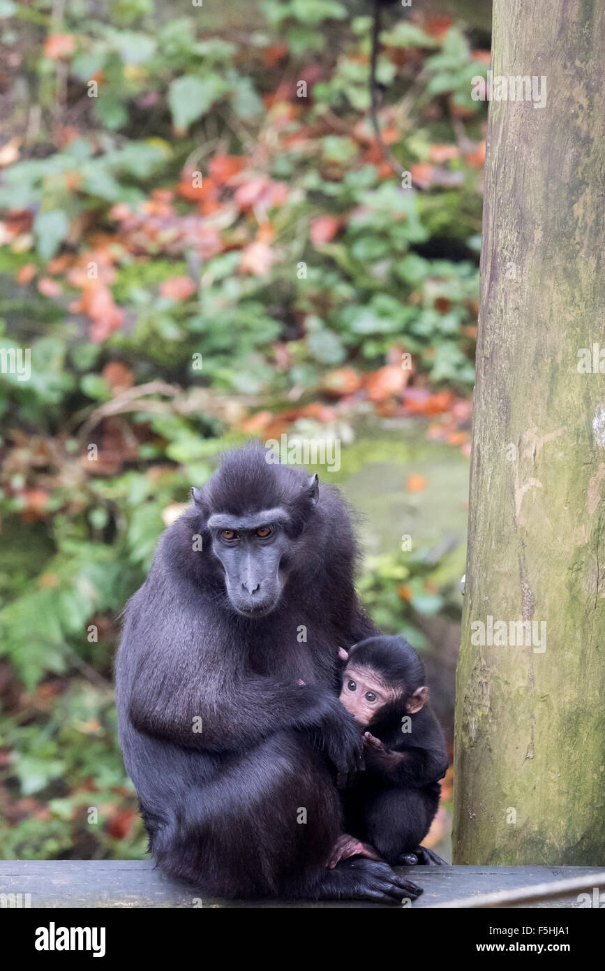 Una femmina di Sulawesi macaco crestato con il suo bambino a Dudley Zoo West Midlands, Regno Unito Foto Stock