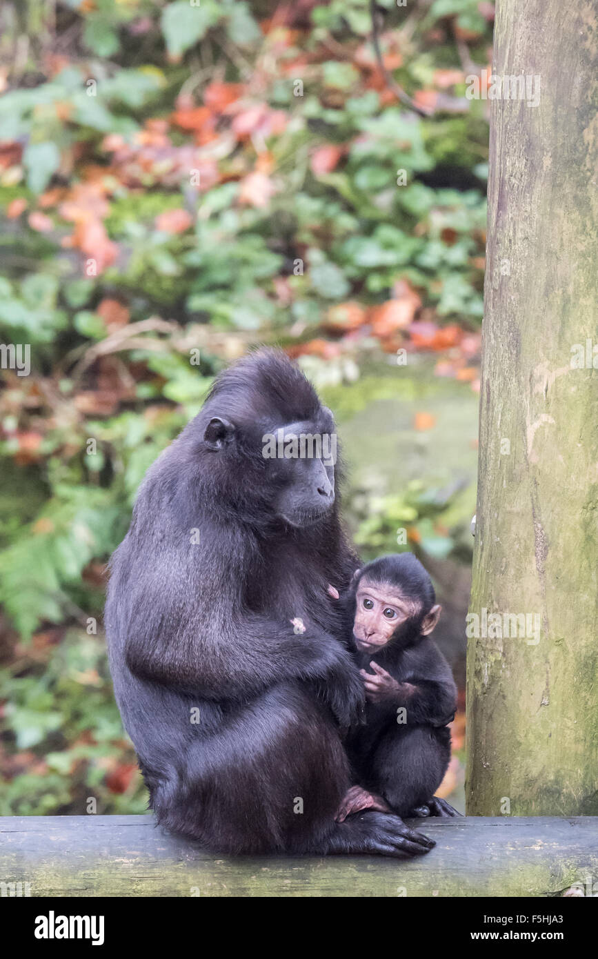 Una femmina di Sulawesi macaco crestato con il suo bambino a Dudley Zoo West Midlands, Regno Unito Foto Stock