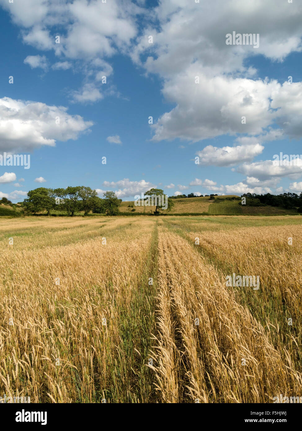 Mature giallo campo di grano, Leicestershire con cielo blu sopra, England, Regno Unito Foto Stock