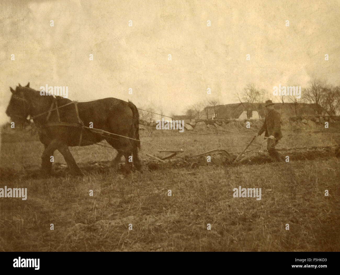 Un contadino ara il suo campo con due cavalli, Danimarca Foto Stock