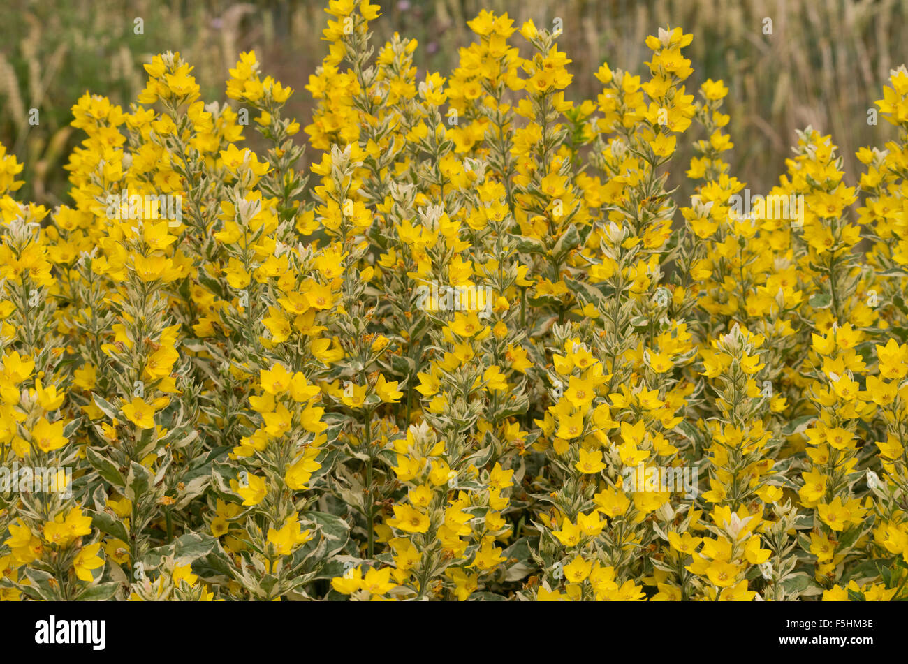 Lysimachia punctata Alexander Foto Stock