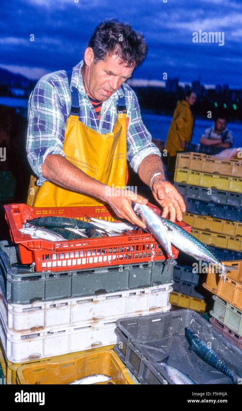 90 / 5000 Výsledky překladu pescatori al mattino scaricano il pescato dalla barca, pesce fresco pescato di notte, porto croato di Rijeka Foto Stock