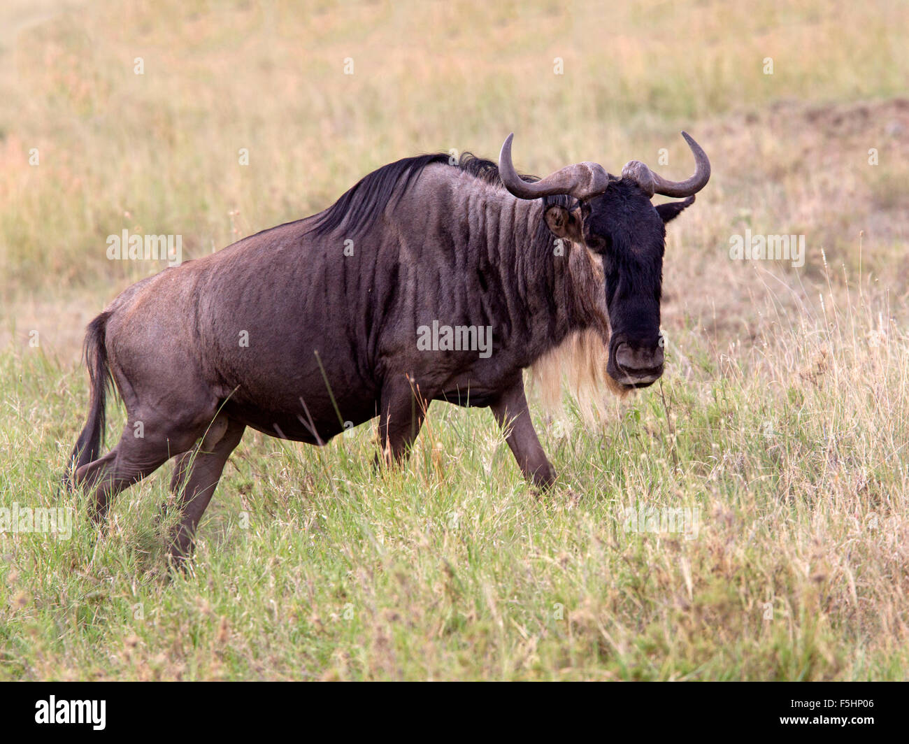 Blue GNU, borchiati gnu Foto Stock