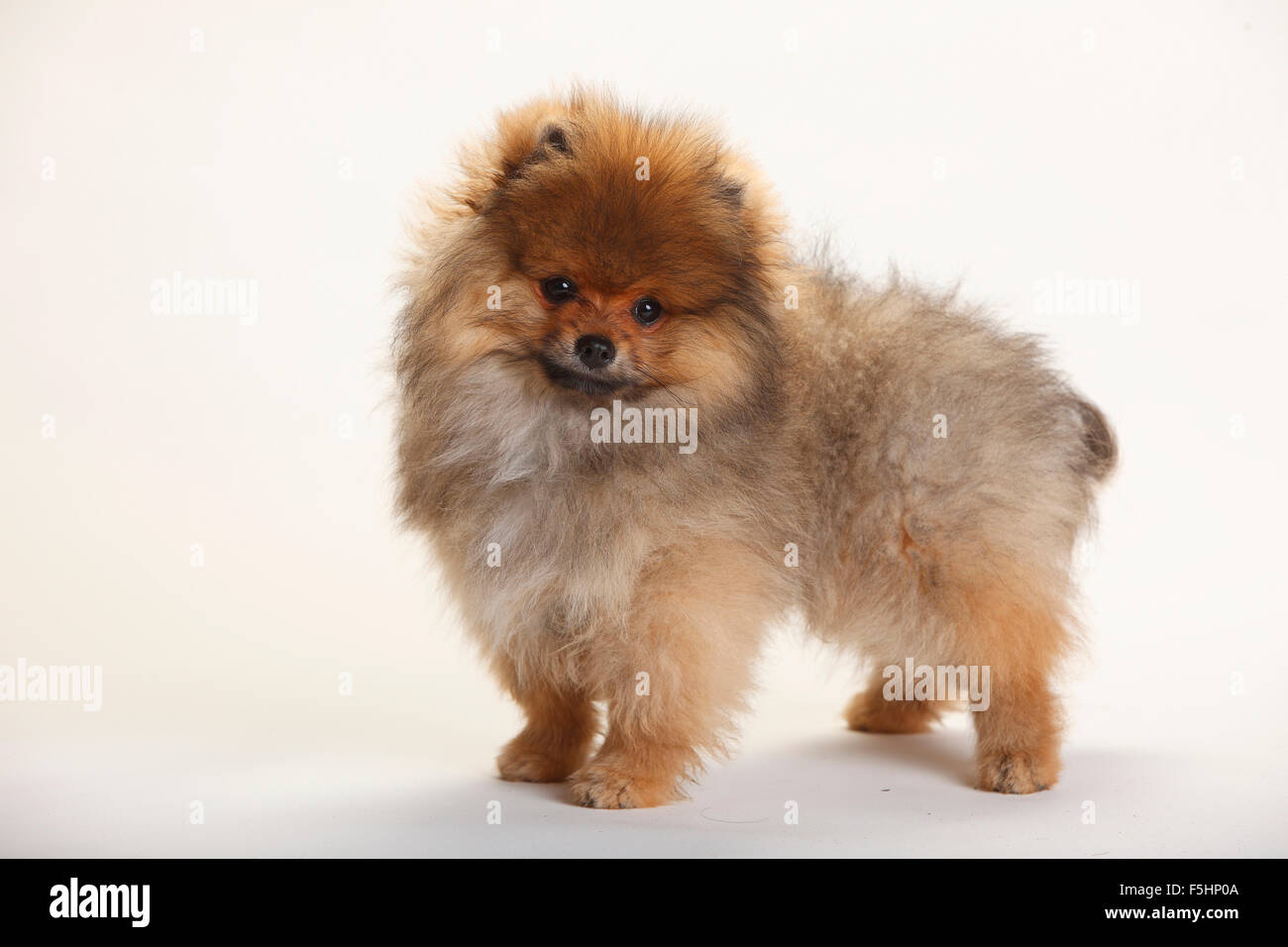 Spitz di Pomerania, cucciolo, 4 mesi|Zwergspitz, Welpe, 4 Monate Foto Stock