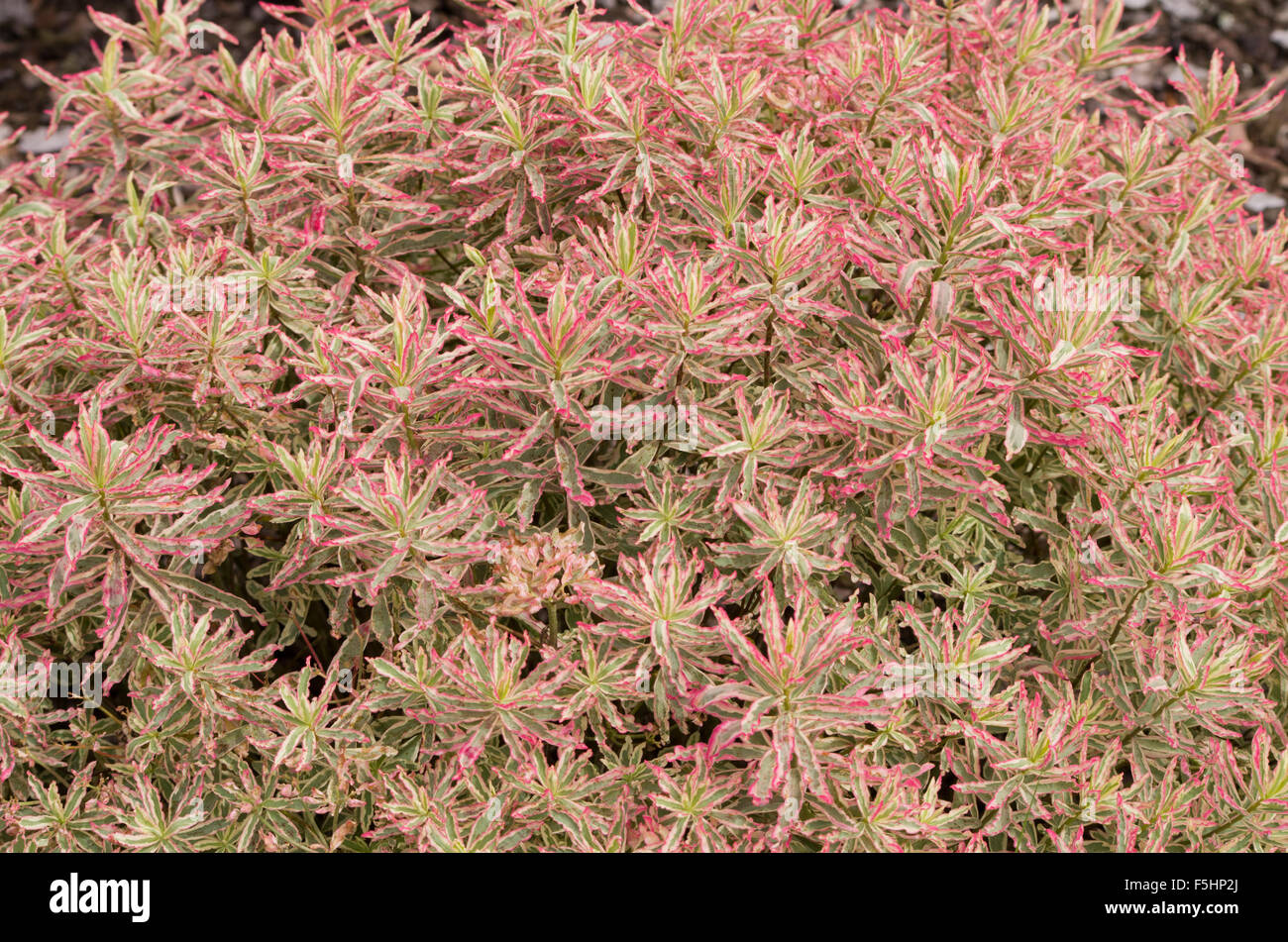 Euphorbia primo arrossire Foto Stock