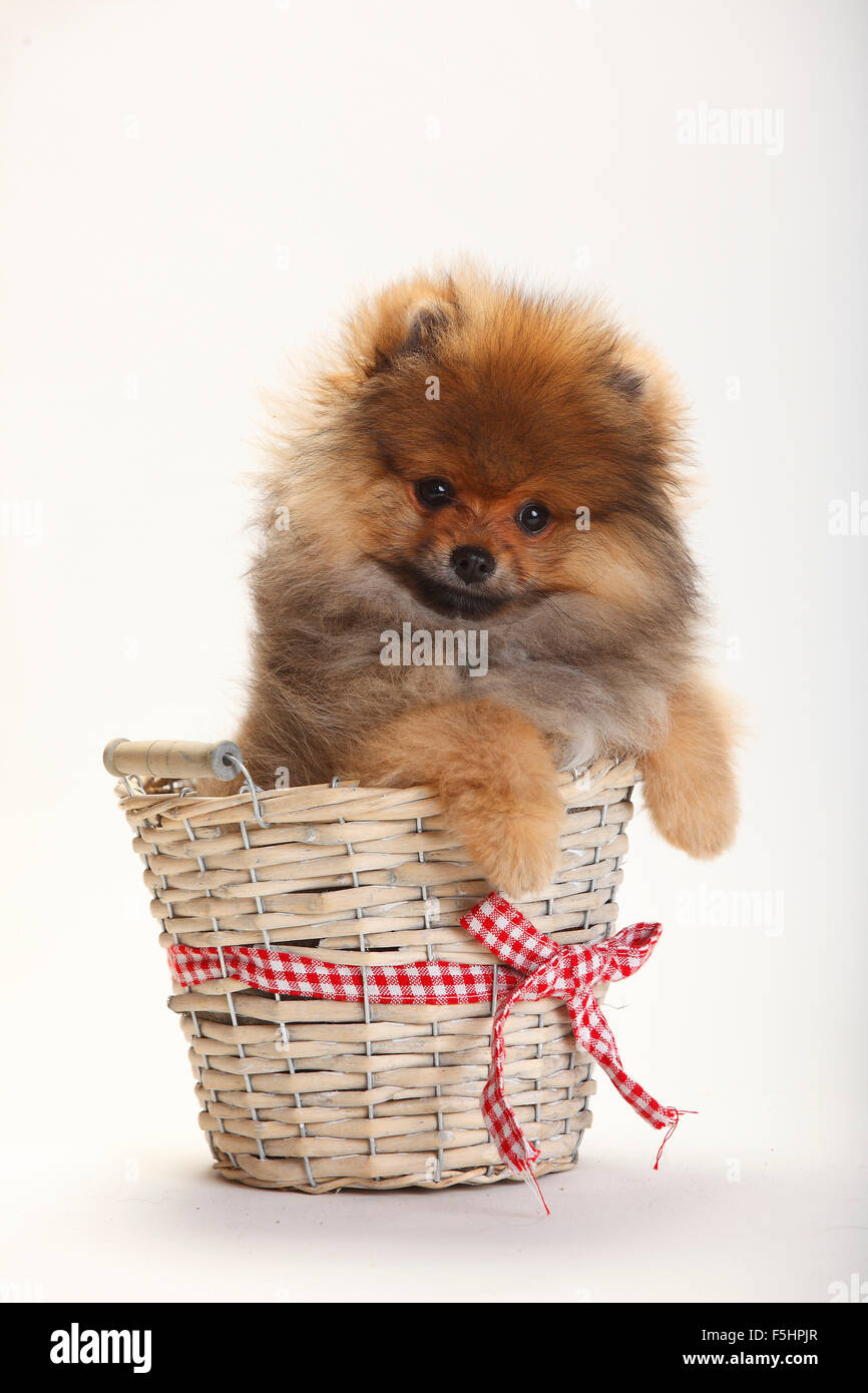 Spitz di Pomerania, cucciolo, 4 mesi|Zwergspitz, Welpe, 4 Monate Foto Stock
