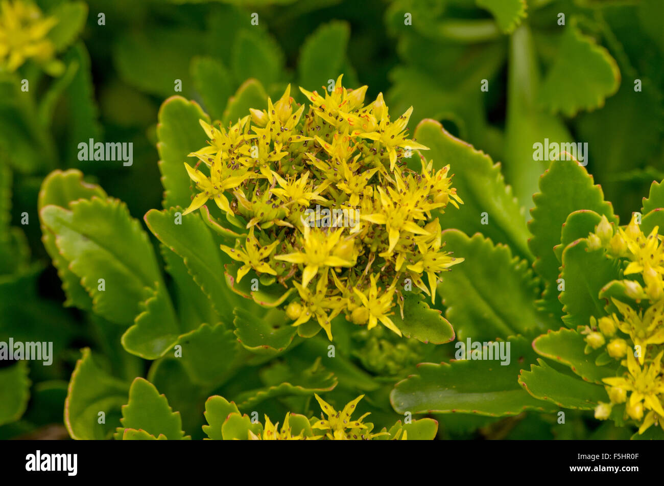 Sedum Takesimense Foto Stock