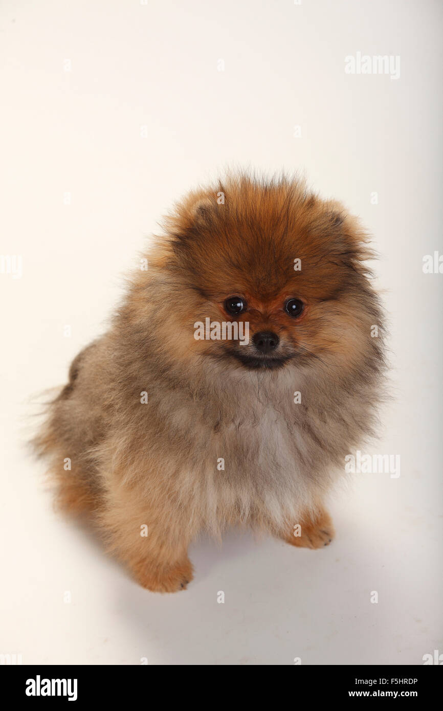 Spitz di Pomerania, cucciolo, 4 mesi|Zwergspitz, Welpe, 4 Monate Foto Stock
