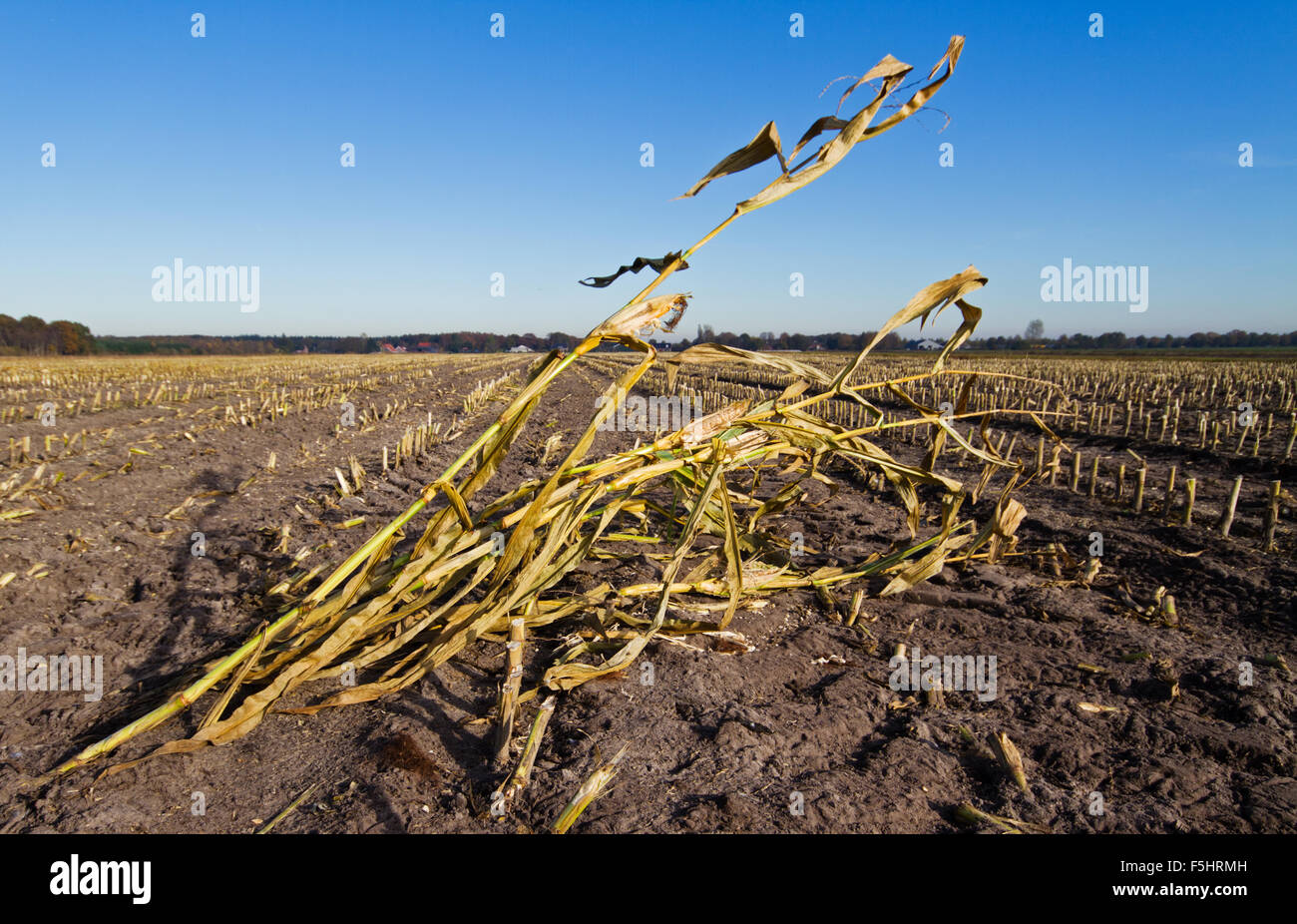 Ultimo piante di mais su un campo dopo il raccolto Foto Stock