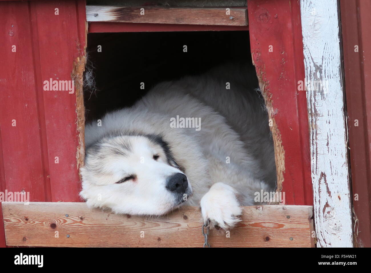Montagna dei pirenei cane dorme con soddisfazione nella sua cuccia, mantenendo calda dalla conchiglia del Circolo Polare Artico Foto Stock