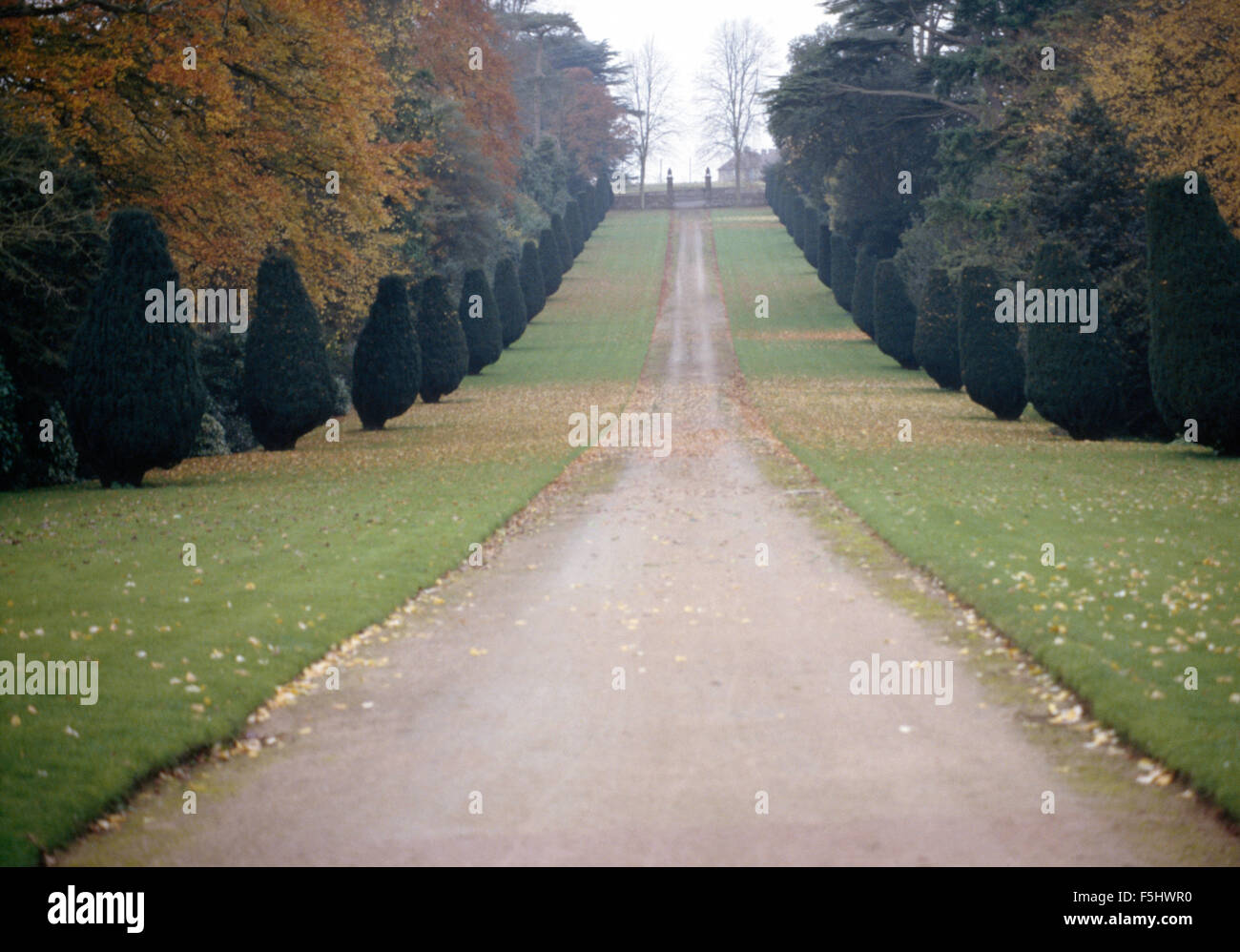 Tagliata di conifere e faggi su entrambi i lati del disco in paese grande giardino in autunno Foto Stock