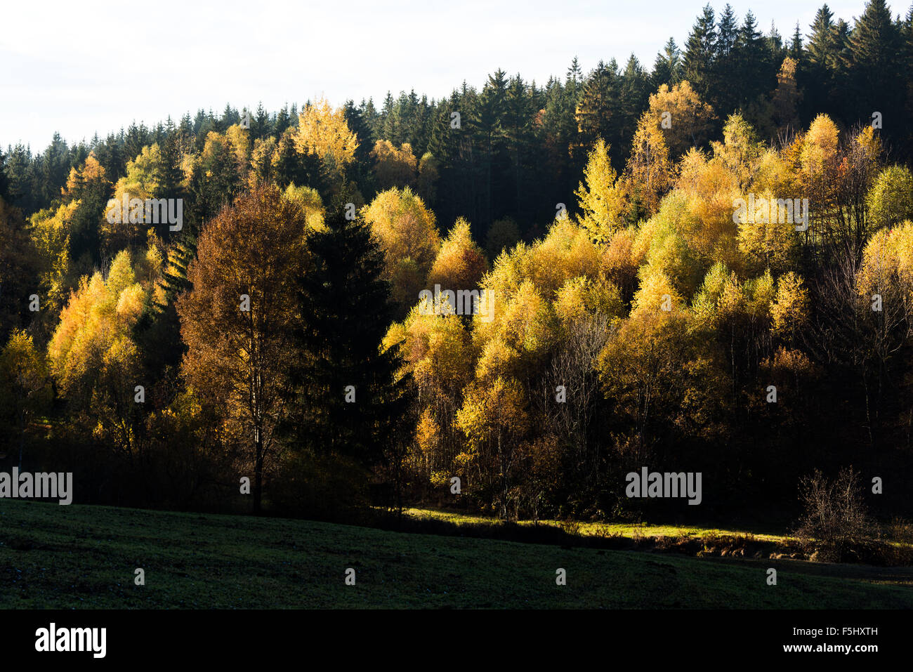 In autunno la Foresta Bavarese Campagna, Foresta Bavarese, sole autunnale, 'Foresta Bavarese' rock, lascia il cielo blu giallo rosso verde blu Foto Stock