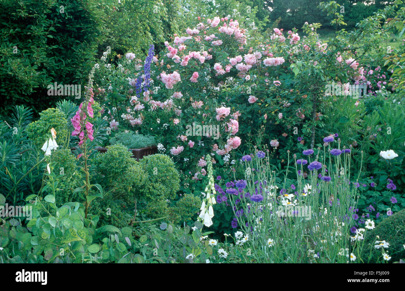 Le rose rosa con cornflowers blu e rosa foxgloves in estate confine Foto Stock