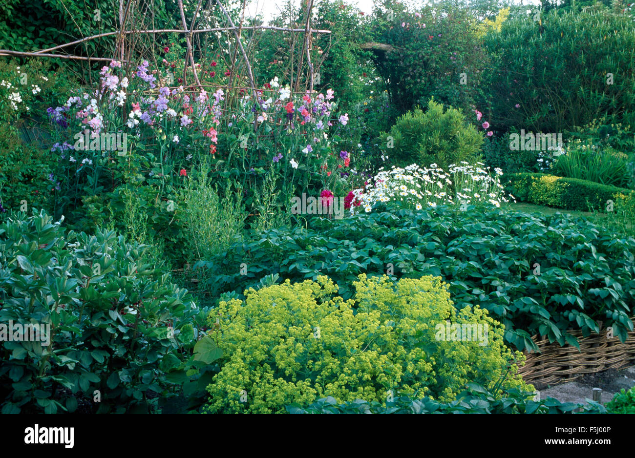 Verde Lime alchemilla mollis nel giardino di campagna con una fila di piselli dolci Foto Stock