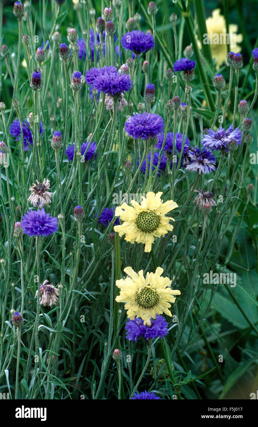 Close-up di cornflowers blu e giallo pallido scabious Foto Stock