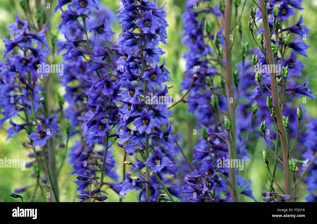 Close-up di delphiniums blu Foto Stock