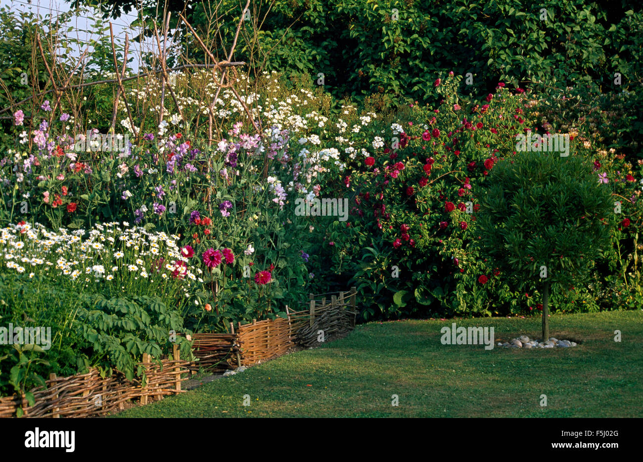 Bassa recinzione di salice estate di bordatura letto con una fila di piselli dolci nel giardino di campagna con un piccolo albero sul prato Foto Stock