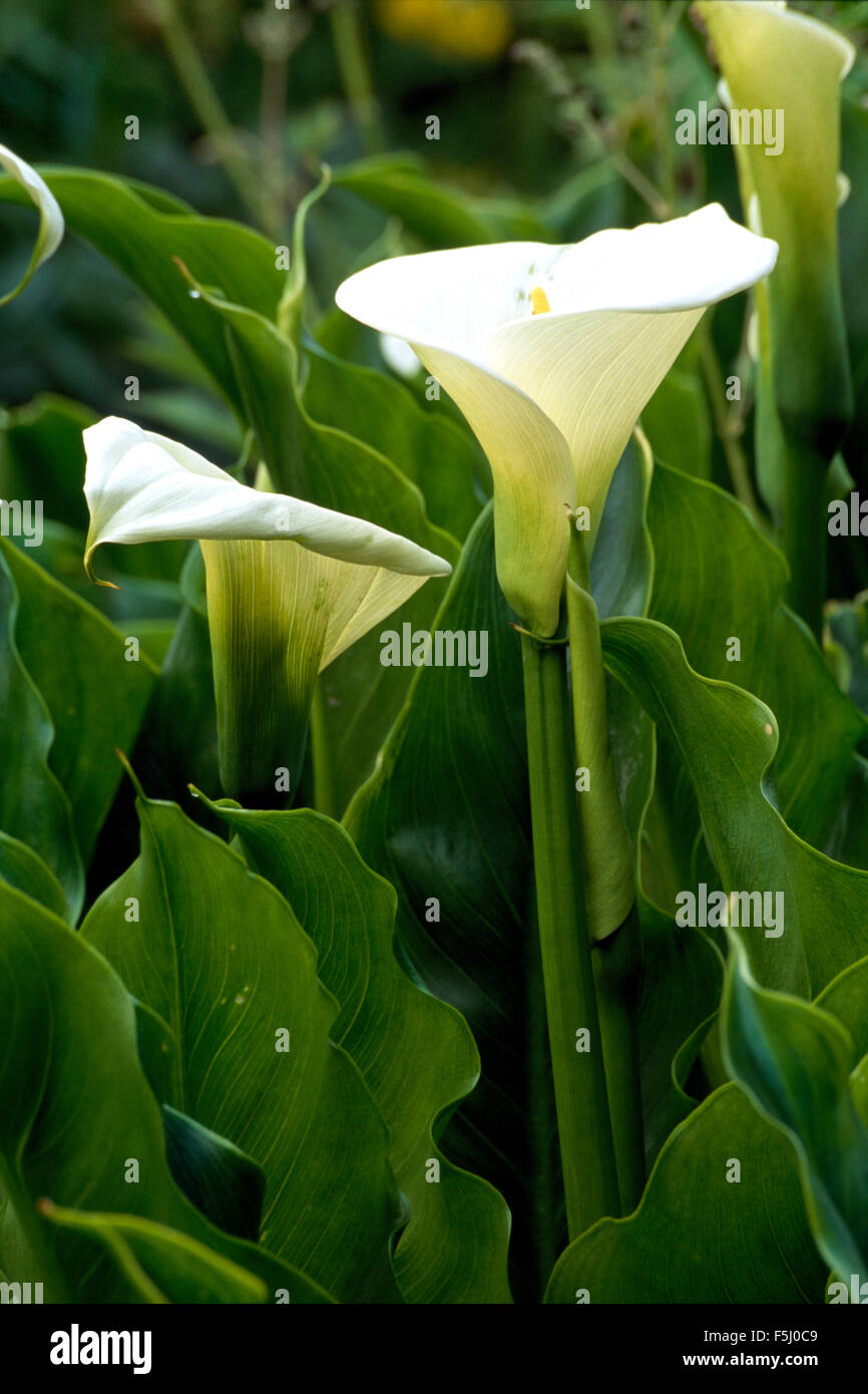 Close-up di Zantedeschia Foto Stock