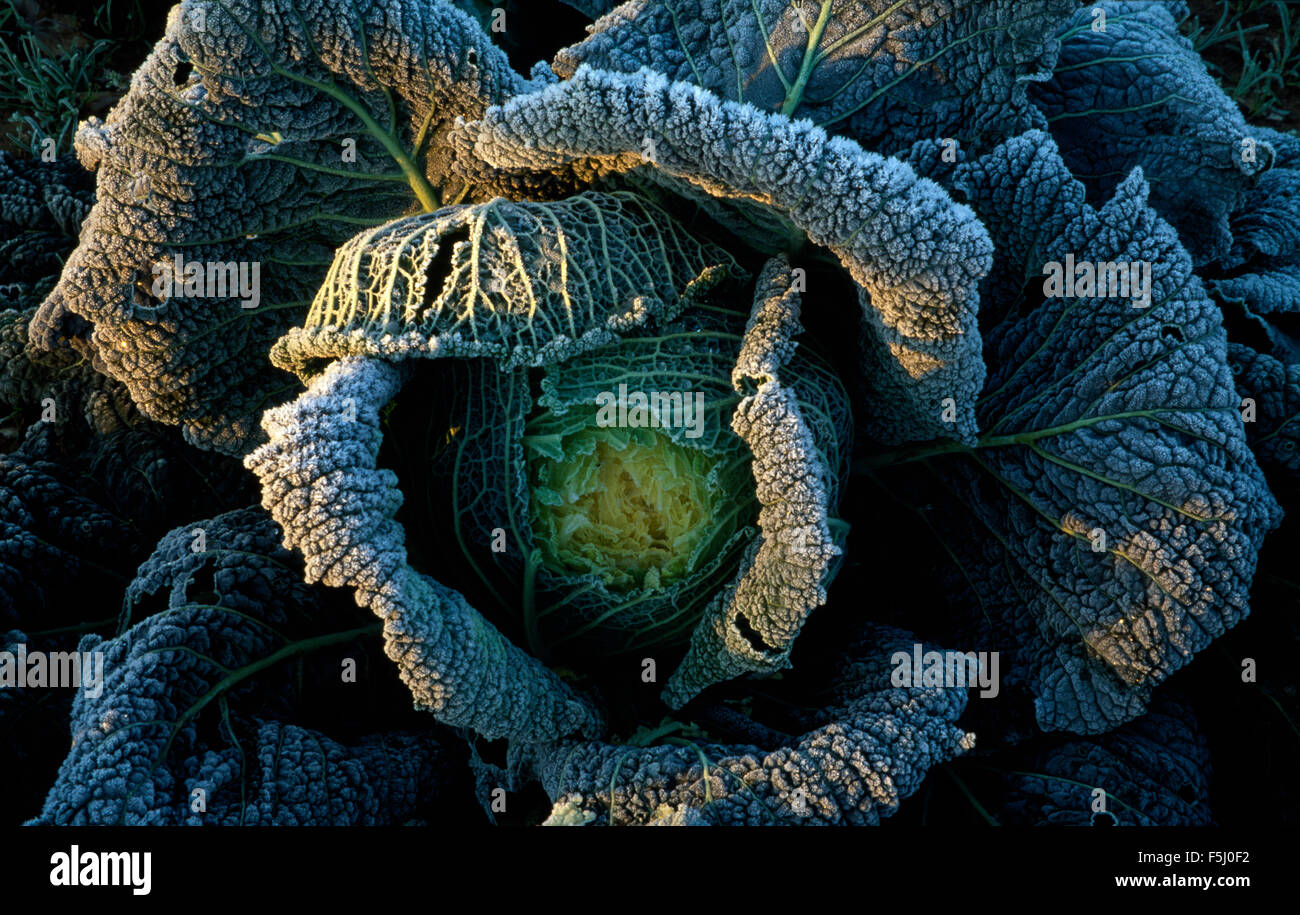 Close-up di un cavolo verza Foto Stock