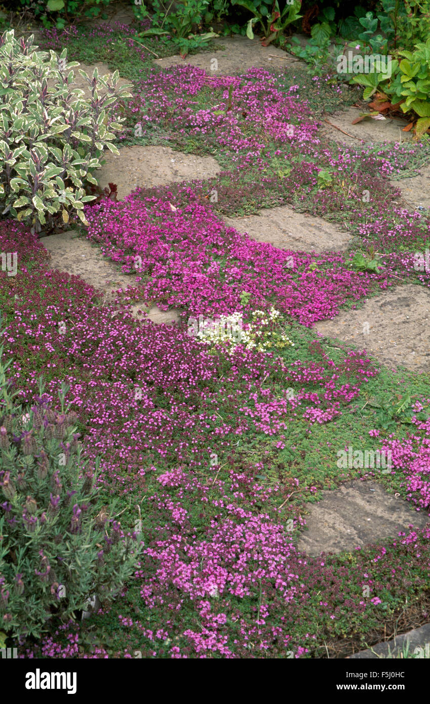 La fioritura del timo piantati tra pavimentazione in pietra lastre in un paese giardino di erbe aromatiche Foto Stock