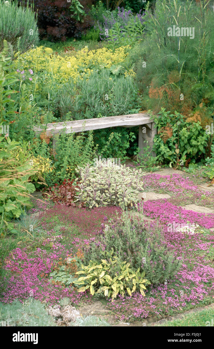 La salvia e la fioritura del timo piantati nella pavimentazione in un paese giardino di erbe con un vecchio rustico panca in legno Foto Stock