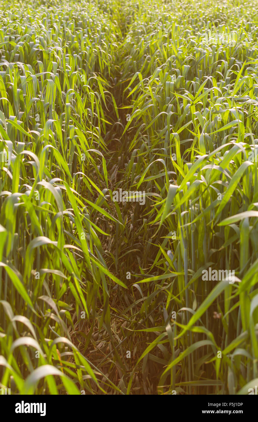 Il frumento in campo agricolo in primavera, il fuoco selettivo. Foto Stock