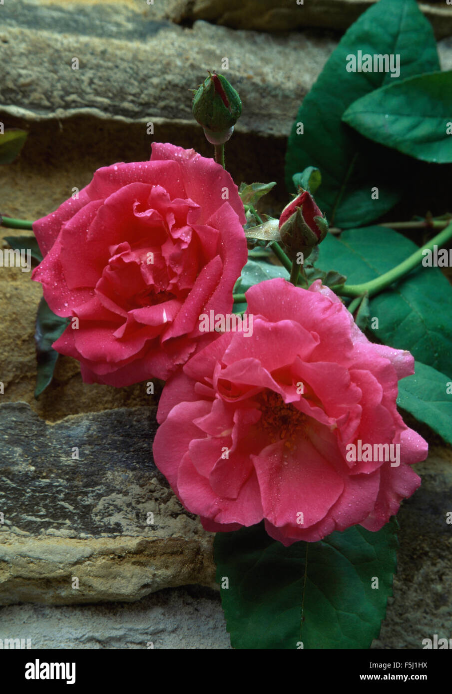 Close-up di un doppio rosa rosa rampicante Foto Stock