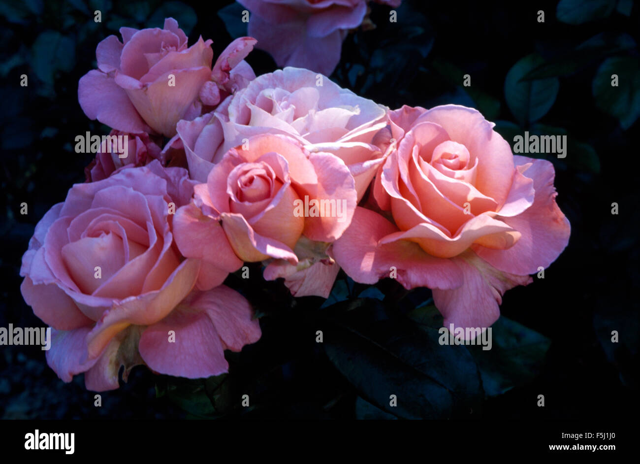 Close-up di rosa pallido rosa Bonica Foto Stock