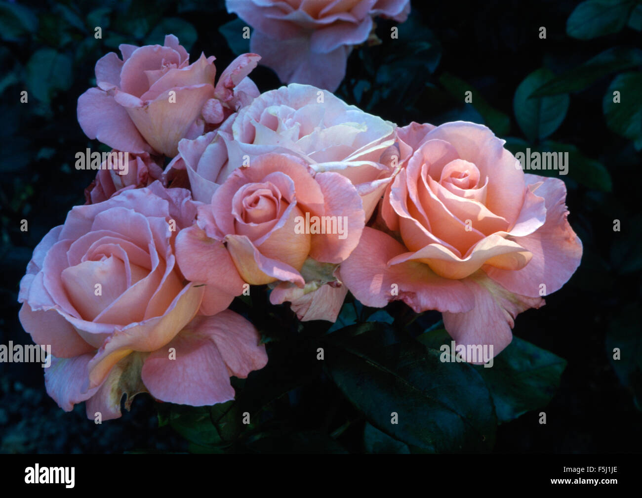 Close-up di rosa pallido rosa doppia Bonica Foto Stock