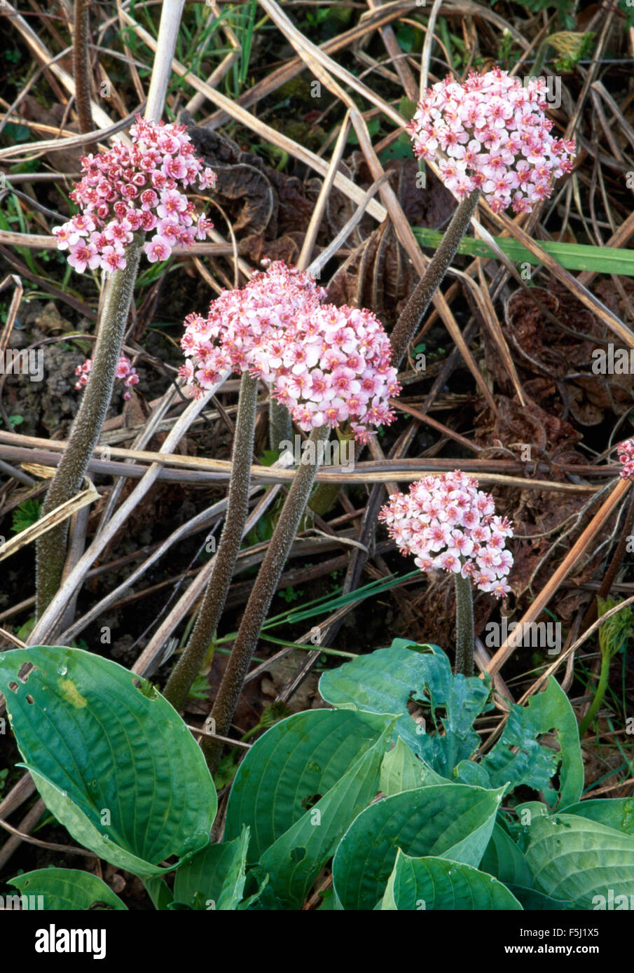 Close-up di bergenia Cordifolia con foglie di hosta Foto Stock