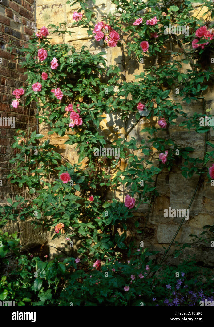 Close-up di rosa rose rampicanti su un muro di pietra Foto Stock