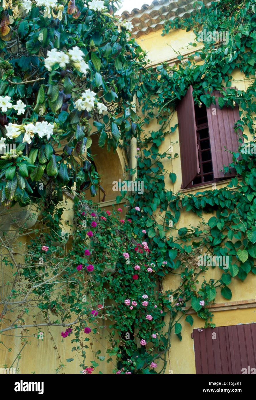 Campsis bianco sulle pareti della villa francese marrone con persiane di legno Foto Stock