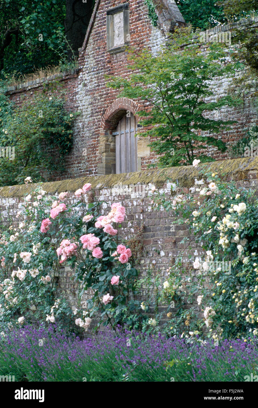 Rosa e Bianco rosa rampicante su un vecchio muro di mattoni al di sopra di un confine di lavanda in paese grande giardino Foto Stock