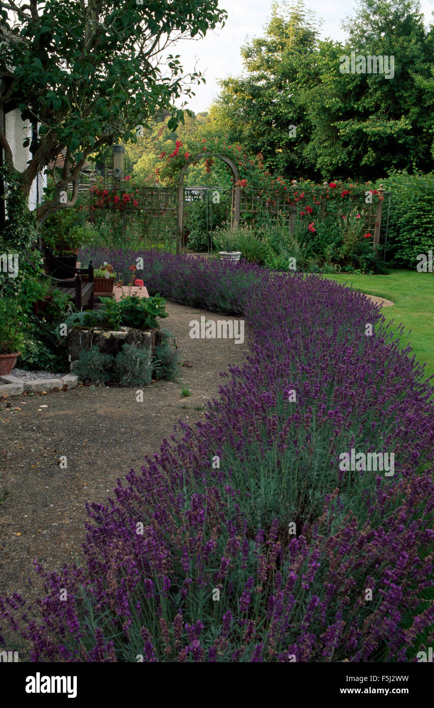 Ampia lavanda costeggiano accanto al percorso in un paese grande giardino in estate Foto Stock