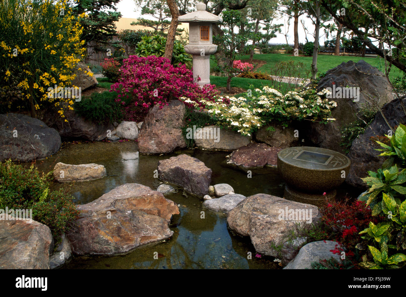 Azalea colore rosa e una di colore giallo hypericum con un bianco viburnum Plicatum accanto alla piscina con rocce in uno stile Giapponese country garden Foto Stock