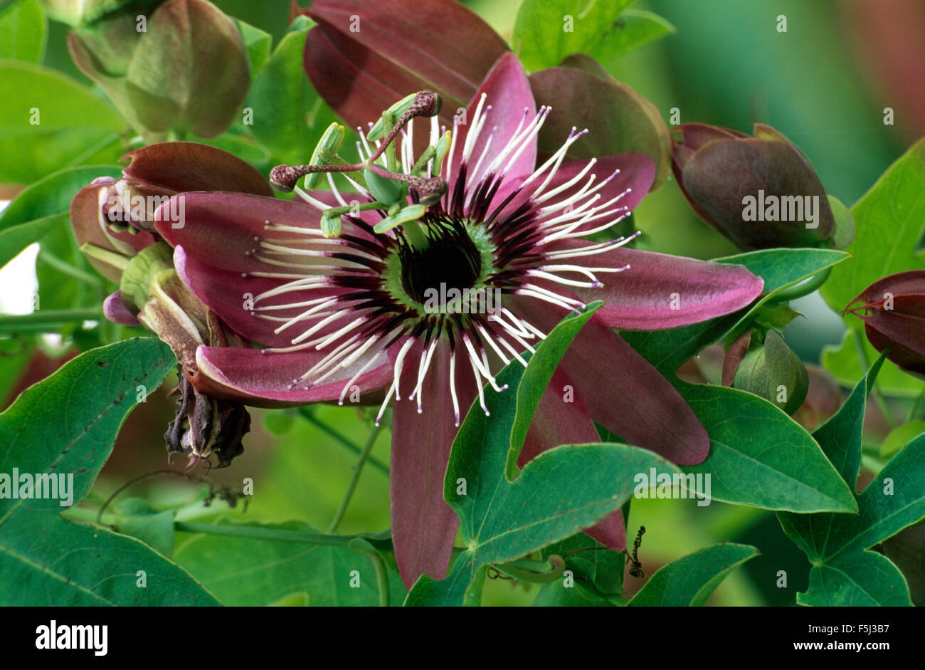 Close-up di un fiore della passione Foto Stock