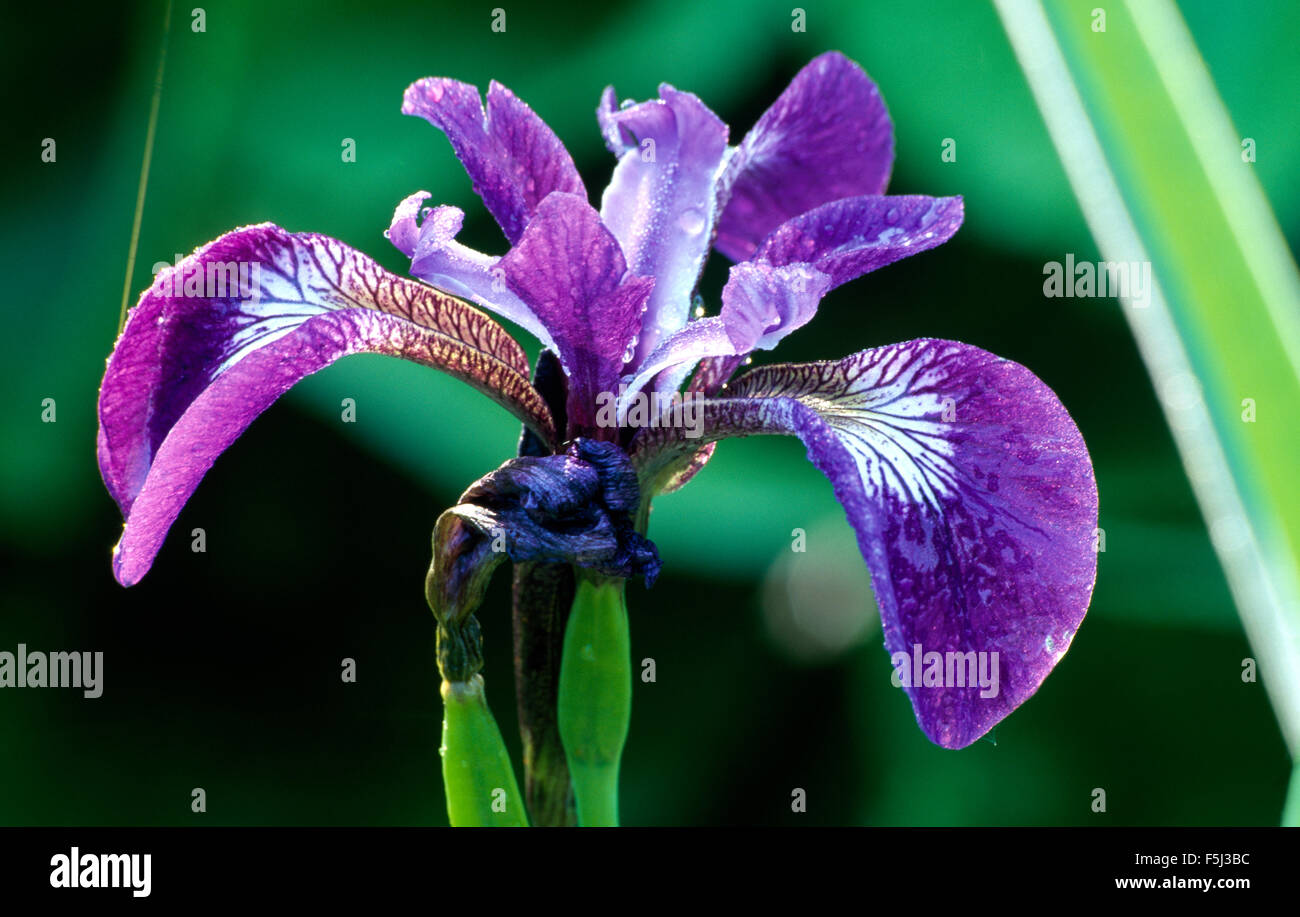 Close-up di un profondo viola-blu iris Foto Stock