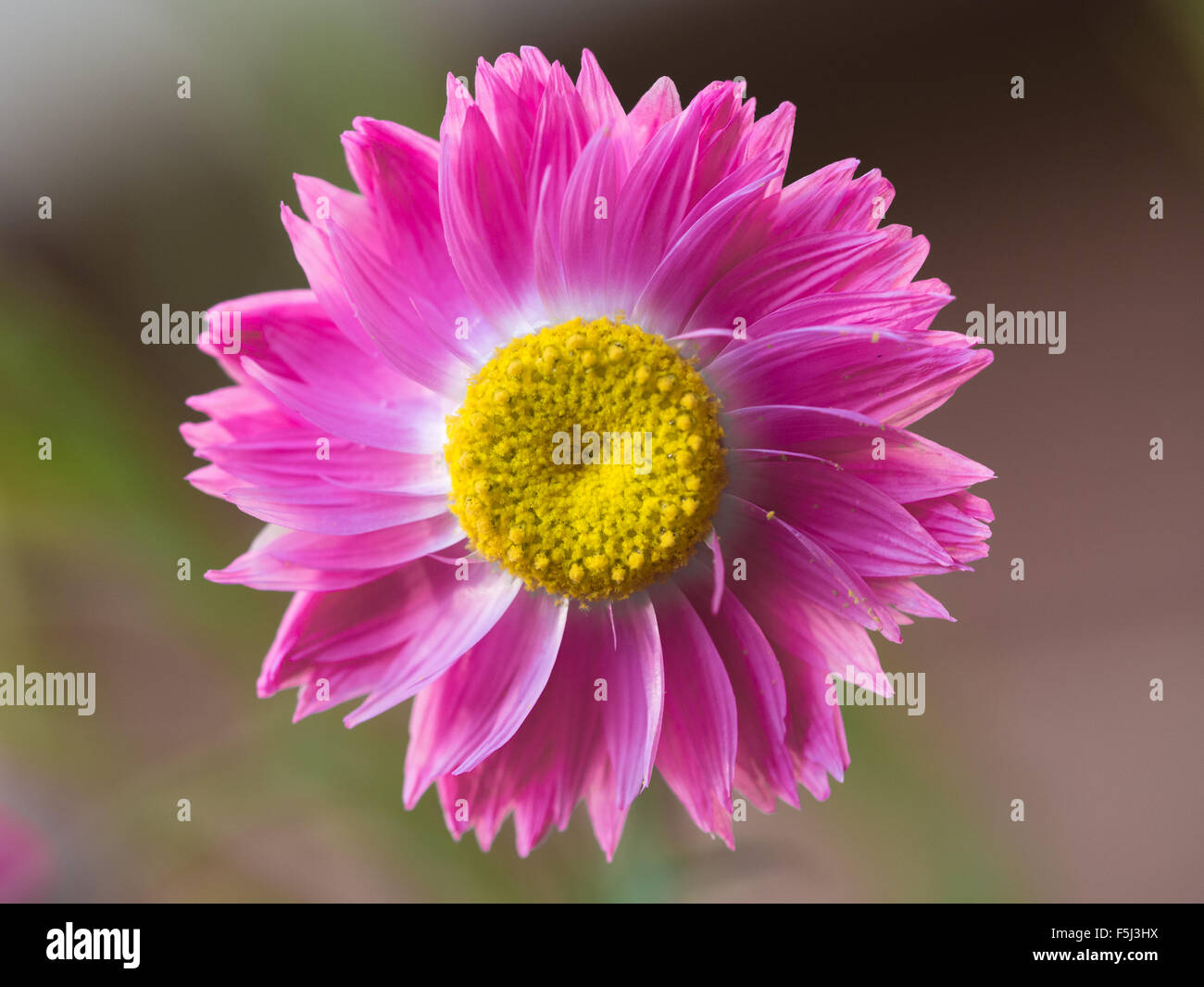 Bella rosa chiaro e giallo di fiori selvaggi eterna Foto Stock
