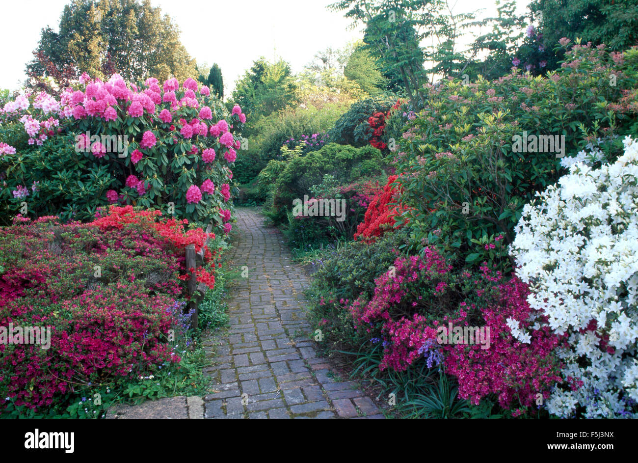 Sentiero lastricato attraverso frontiere con rosa e bianco azalee e rododendri in un grande giardino di campagna in primavera Foto Stock