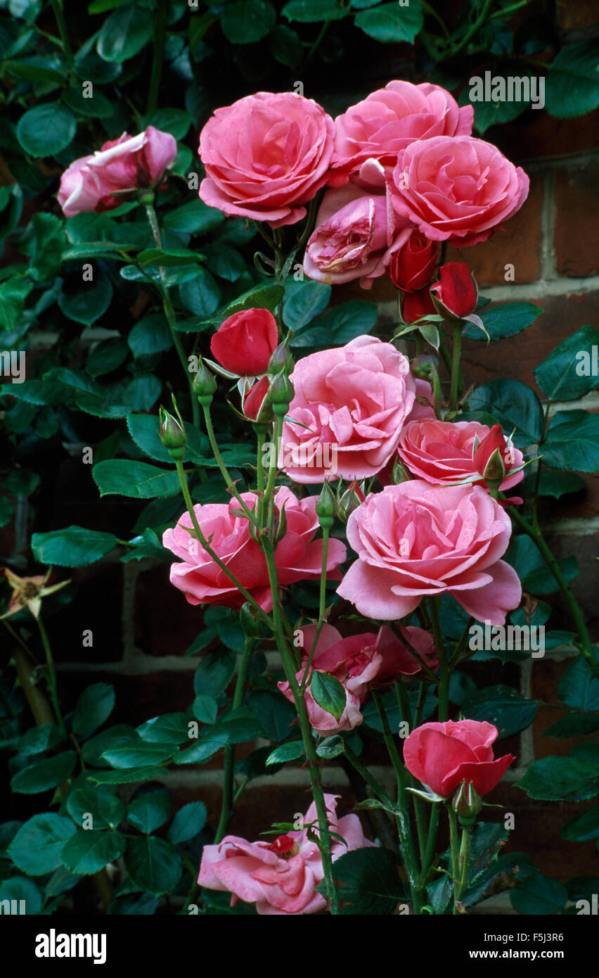 Close-up di Queen Elizabeth rose Foto Stock