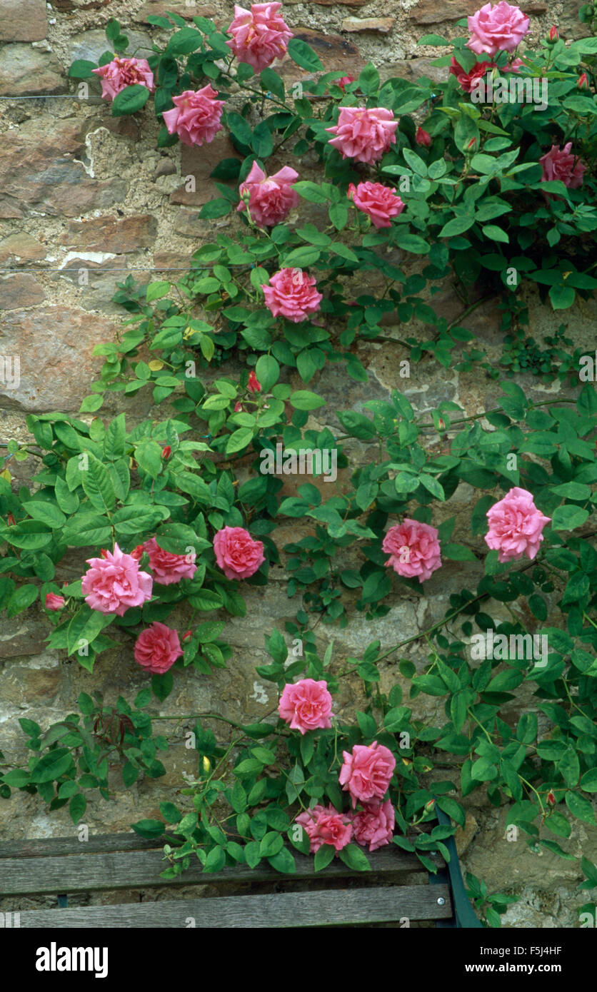 Close-up di Rosa Zephirine Drouhin su una parete da giardino Foto Stock