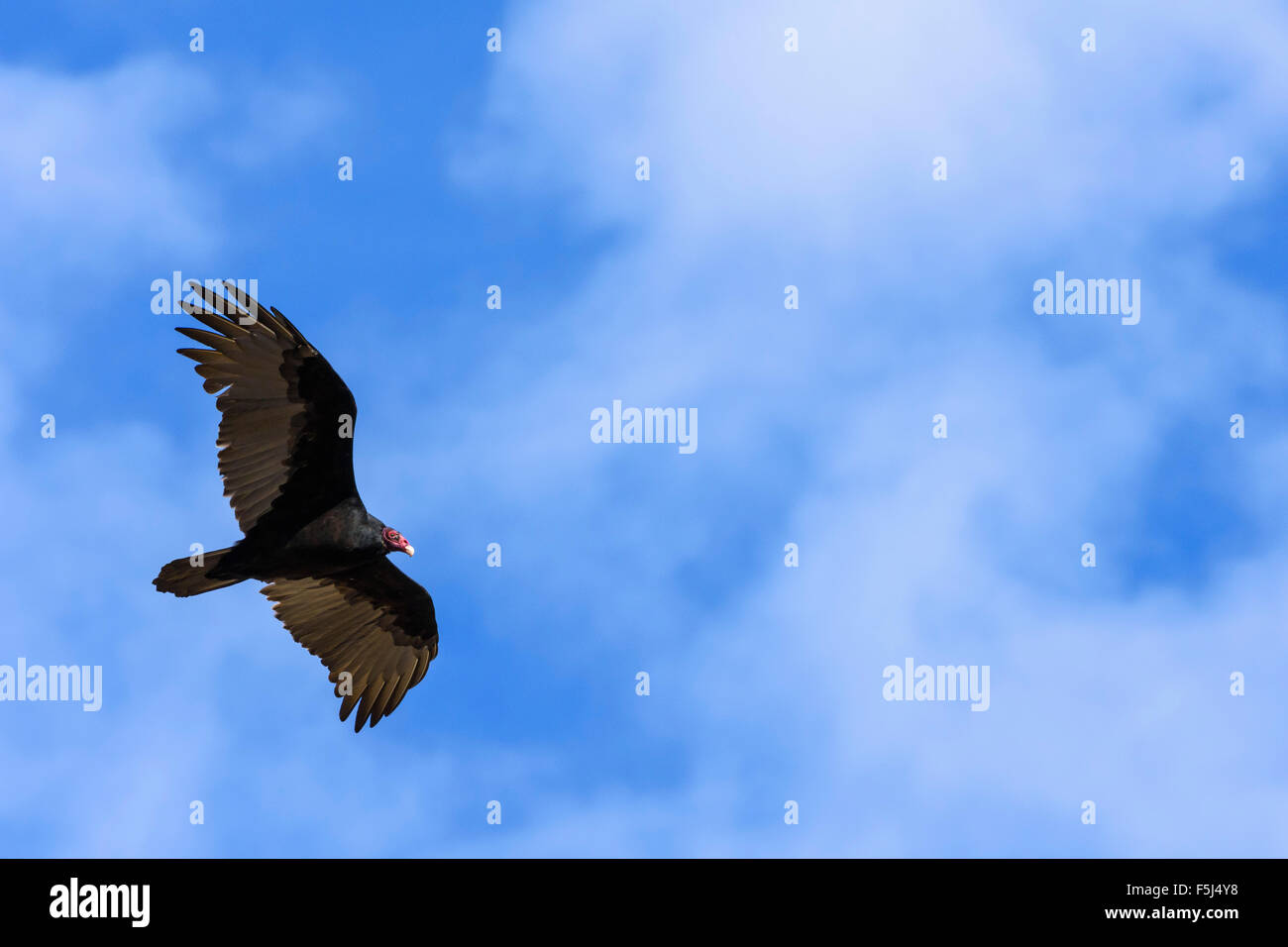 La Turchia avvoltoio, Cathartes aura, Grand Tetons National Park, Wyoming USA Foto Stock