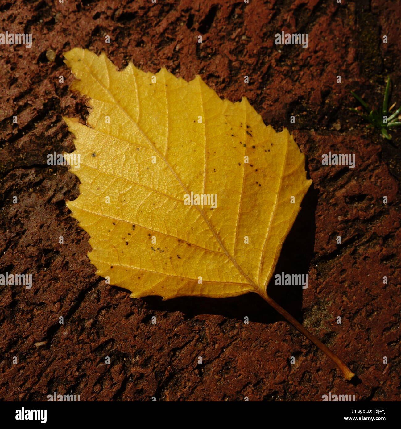 Giallo Betulla foglie Foto Stock