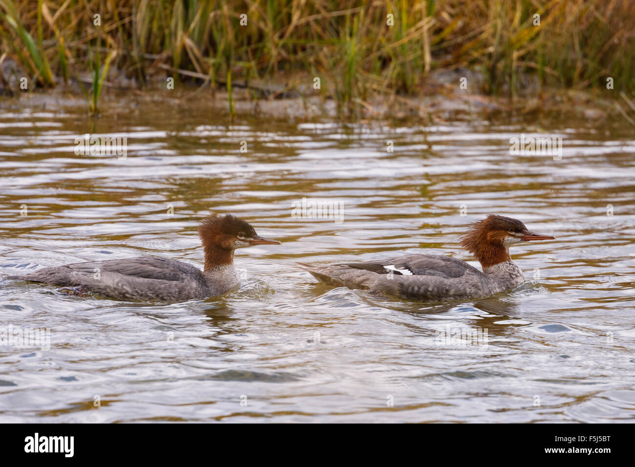 Common Merganser o smergo maggiore, Mergus merganser, Grand Tetons National Park, Wyoming USA Foto Stock