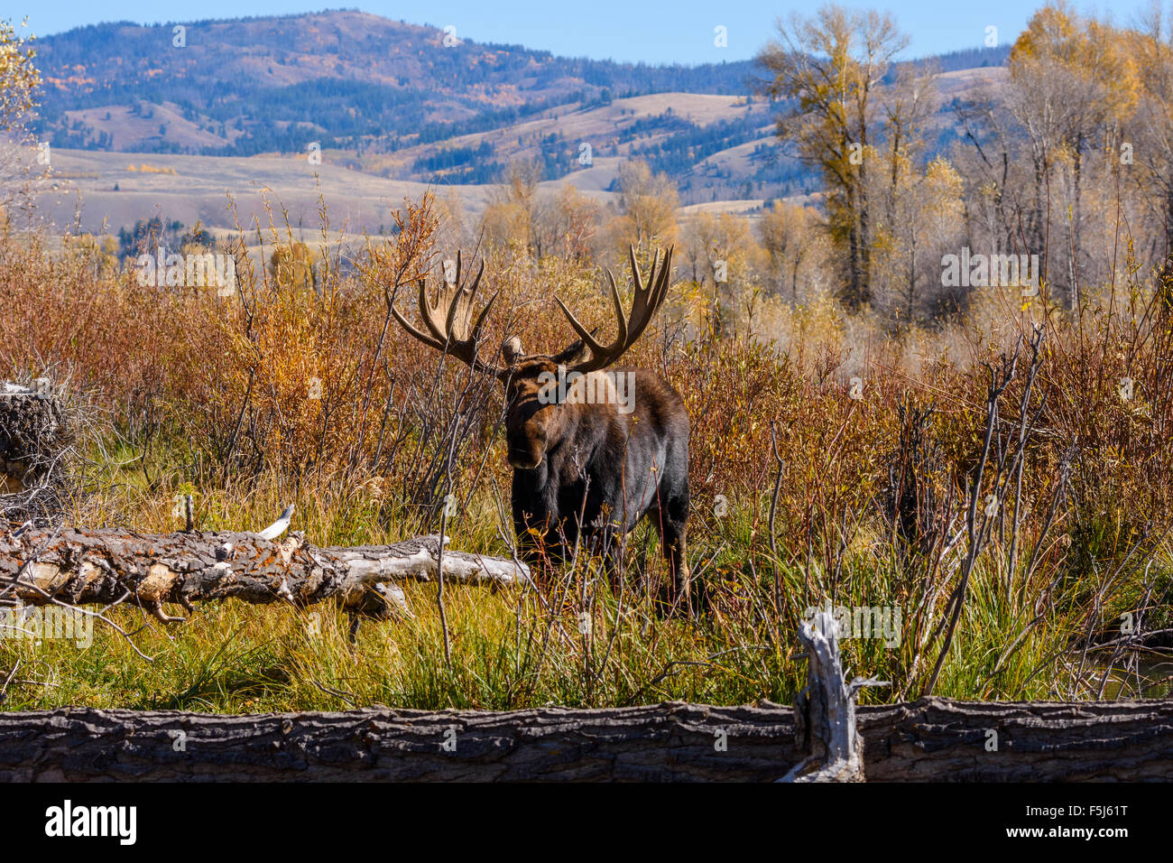 Alci, Alces alces, Gros Ventre valley, Grand Tetons National Park, Wyoming USA Foto Stock